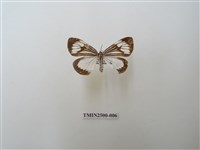 藏品(毛脛蝶燈蛾)的圖片